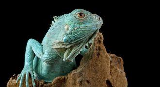 For Sale – Very profitable Importer & Wholesaler of Pet Products