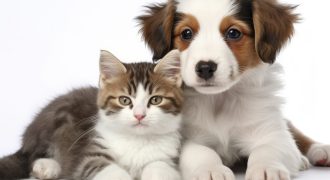Popular Pet Store for Sale｜Located in a Major Shopping Centre in Sydney’s Northwest