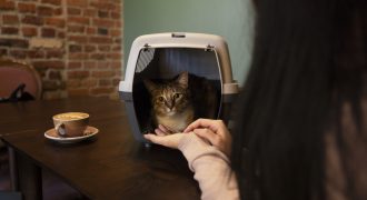 Sydney Boutique Cat Café for Sale | Estimated Payback in just over 1 Year